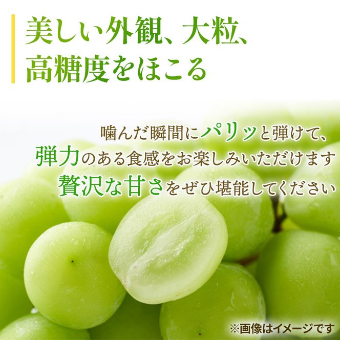 ぶどう 2026年 先行予約 ご家庭用 シャイン マスカット 晴王 約600g×1房 ブドウ 葡萄  岡山県産 国産 フルーツ 果物 太陽 美しい 外観 大粒 高糖度 種なし 皮ごと 弾力 食感 美味しい 