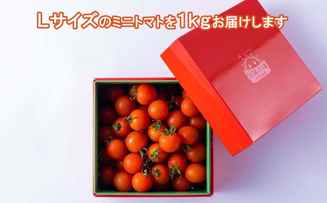 ＜ 9/15までの受付 ＞ 北海道産 ミニトマト 太陽の瞳 L サイズ 1kg 新ひだか町
