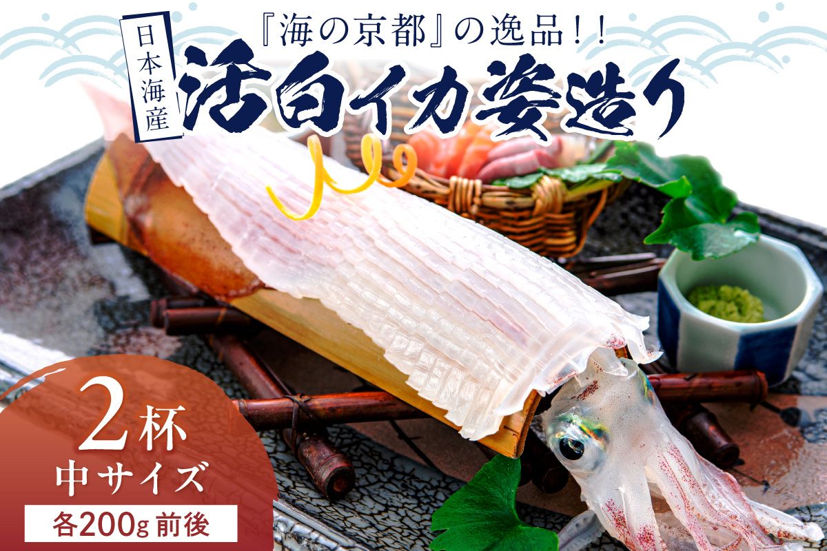日本海産『海の京都』の逸品!! 活白イカ姿造り(クリスタル白いか)中サイズ 2杯(200g前後)(2027年6月上旬〜発送)