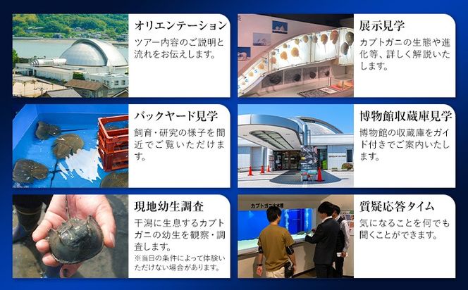 カブトガニ博物館貸し切り！カブトガニづくしツアー 5名様まで カブトガニ博物館《寄附お申し込み約1週間後にご連絡差し上げます(土日祝除く)》岡山県 笠岡市 カブトガニ 博物館 貸し切り 貸切 チケット ツアー 送料無料---K-82---