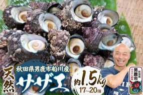 サザエ 約1.5kg 17個～20個前後入り 秋田県男鹿市 つりショップ海風 [さざえ 海鮮 BBQ 天然 刺身 栄螺 つぼ焼き壺焼き つまみ 国産]|23_umk-091501