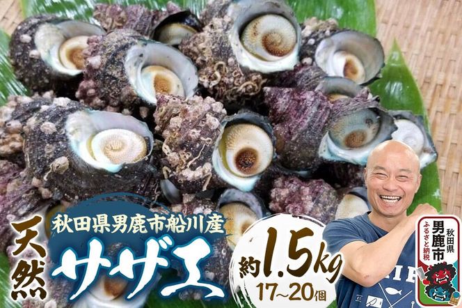 サザエ 約1.5kg 17個～20個前後入り 秋田県男鹿市 つりショップ海風 [さざえ 海鮮 BBQ 天然 刺身 栄螺 つぼ焼き壺焼き つまみ 国産]|23_umk-091501