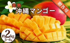 沖縄県産 贈答用マンゴー 2kg【 先行予約 2026年発送 】