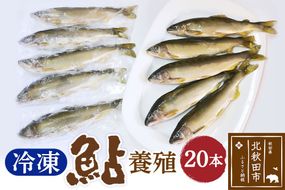 冷凍 鮎 20本 個包装【あゆ 小分け 魚 焼き魚 焼魚 川魚 バーベキューに】|arac-00011