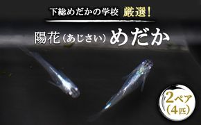 下総めだかの学校厳選！紫陽花（あじさい）めだか 2ペア4匹 生き物 鑑賞