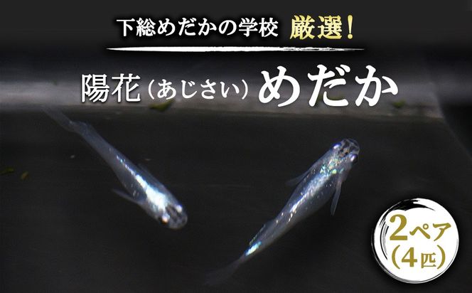 下総めだかの学校厳選！紫陽花（あじさい）めだか 2ペア4匹 生き物 鑑賞