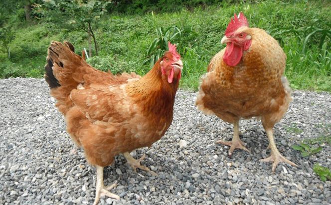 とり沢の奥美濃古地鶏 鶏ちゃんセット 加工品 惣菜 冷凍 郷土料理 若鶏 味噌 醤油 味付 お鍋 国産 