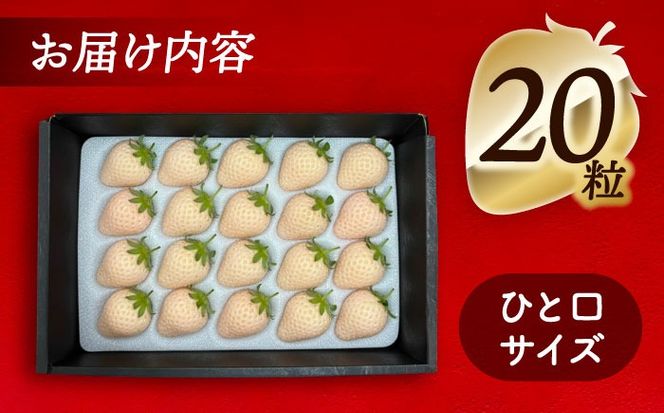 【先行予約】 ＼毎年1月より順次発送／ 白いちご　White Fairy 20粒 果物 いちご フルーツ 愛西市 / くぼ苺農園 【配達不可：北海道・沖縄・離島】[AECJ017]