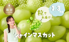 FB022 シャインマスカット1.3kg（粒）