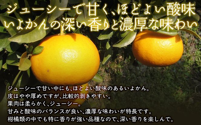 【栽培期間中農薬不使用】【先行受付】【数量限定】農園直送！愛媛県産 いよかん 10kg （2026年1月上旬頃より順次発送） IKTG016