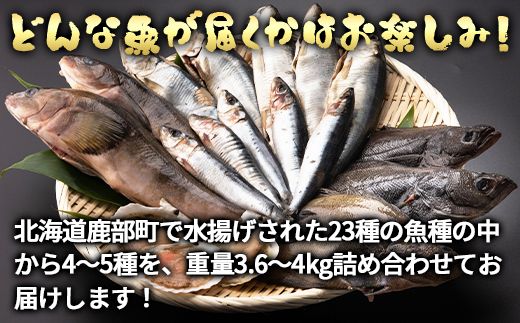 【定期便】北海道産 訳あり 冷凍鮮魚セット 家族サイズ Ｍサイズ 3.6kg〜4.0kg  年4回お届けコース 総重量14.4kg～16.0kg 【漁師応援プロジェクト】鮮魚ボックス 詰め合わせ