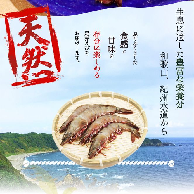 紀州和歌山産天然足赤えび540g×2箱（270g×4パック）化粧箱入 ※2026年12月上旬〜2027年2月上旬頃順次発送予定（お届け日指定不可）／海老 エビ えび クマエビ 天然【uot773A】