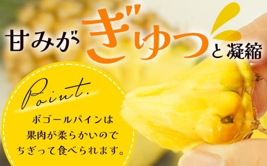 【先行予約】《2026年4月下旬頃より順次発送》石垣島産 ボゴールパイン 2～3玉セット 約2㎏【産地直送 石垣島産 石垣 完熟 パイン パイナップル スナックパイン ボゴール 】TD-2