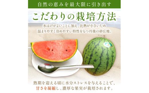 【先行予約／数量限定100】砂丘のたまご（小玉スイカ） 1玉（2026年6月中旬～発送）　JK00032