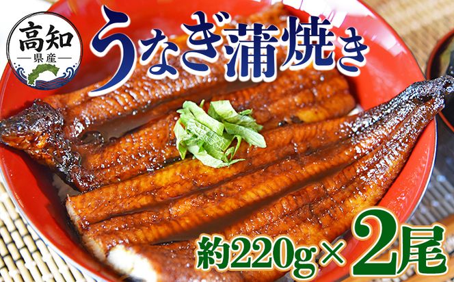 うなぎ 国産 うなぎ蒲焼き 2尾（合計約440g） 養殖 高知県産鰻 - 鰻 ウナギ かばやき 蒲焼 土用の丑の日 スタミナ 夕飯 有頭 約220g fb-0140