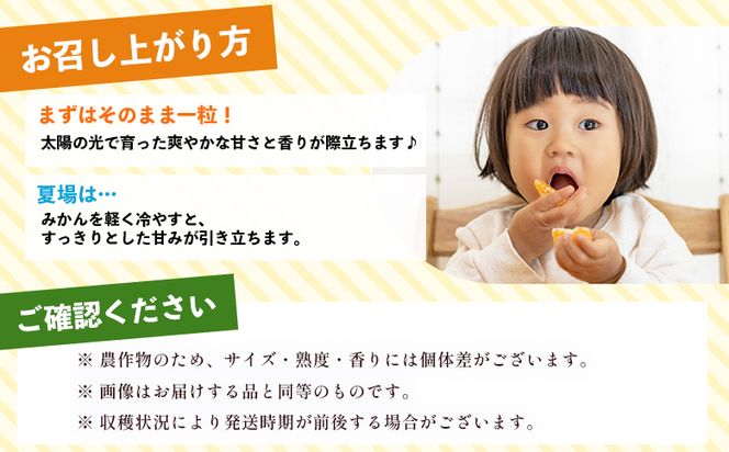 山北みかん 【お試しサイズ】　山北みかん（露地） 1.5kg 家庭用 sq-0001