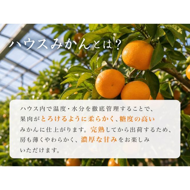 赤秀品 紀州和歌山ハウスみかん 2.5kg［2027年6月末頃～2027年7月中旬頃に順次発送］［UT87w］AN006
