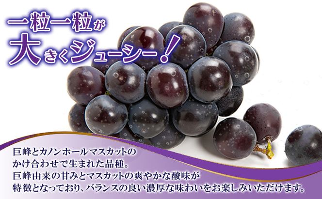 ぶどう 2026年 先行予約 ニュー ピオーネ 大粒 大房 1房 650g以上 ブドウ 葡萄 岡山県 赤磐市産 国産 フルーツ 果物 ギフト 赤坂青空市 黒ブドウ 果物類 