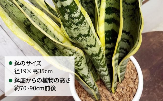 マイナスイオン発生 サンセベリア・ローレンチー大 スリムポットL 糸島市 / cocoha 観葉植物 グリーン 緑 インテリア[AWB040] 観葉植物 緑 グリーン 暮らし インテリア 植物 鉢 おしゃれ 室内 ギフト