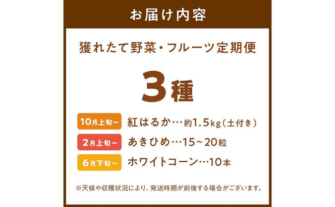 まつみやファーム獲れたて野菜・フルーツ3種定期便 ふるさと納税 果物 くだもの フルーツ ふるーつ 野菜 やさい 芋 穀物 紅はるか さつまいも いちご イチゴ 苺 ホワイトコーン 農家応援 生産者応援 送料無料　MY00023