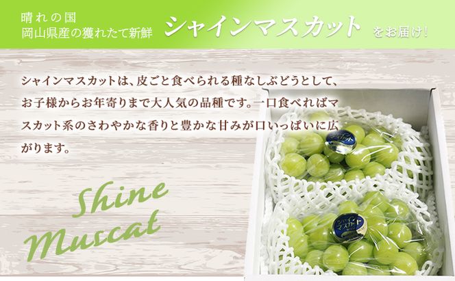 【2026年先行予約】 ぶどう 岡山県産 シャインマスカット 1.2kg以上(2房)《2026年9月上旬-下旬頃出荷》 葡萄 ブドウ 岡山県産 フルーツ 果物 数量限定 期間限定 岡山 里庄町 ブドウ 果物類