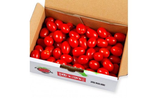 【先行予約】あまいこトマト 約1kg <2027年1月〜発送> / トマト ミニトマト フルーツトマト 糖度7～8度 高知県産 アイコ アイコトマト 健康 酸味控えめ 美味しい【池トマト】[BQAG025]