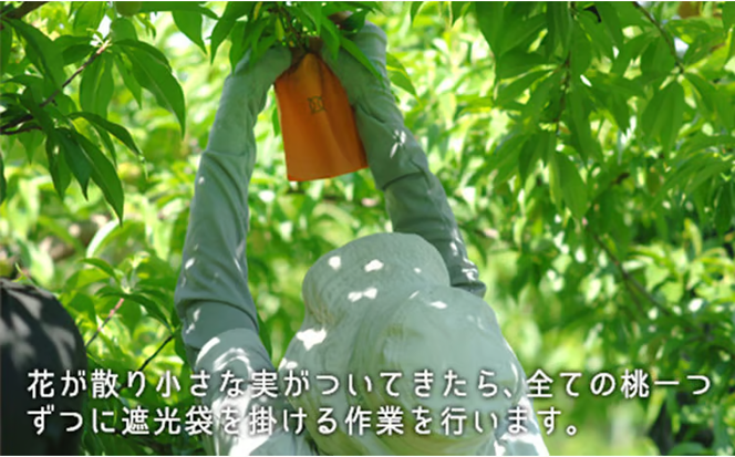 桃 2026年 先行予約 白桃 晩生種 約1.3kg 5～6玉 もも モモ 岡山県産 国産 フルーツ 果物 ギフト