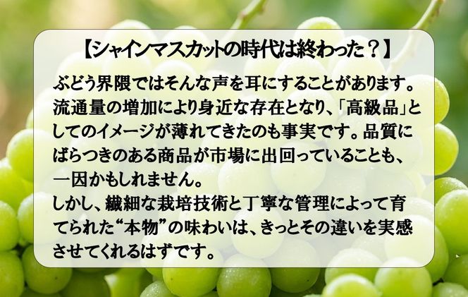 《秀品以上》上級品をお得に　【シャインマスカット】　1.0kg以上（２房）　【2026年発送分 先行予約】- FUJIKAWA GRAPES -
