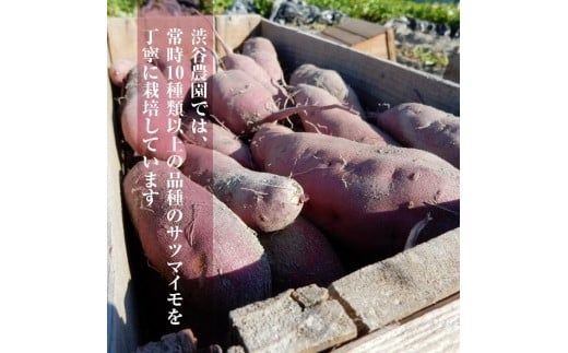 【先行予約】【11月より順次発送】2026年産 鮮やかな黄色のさつまいも ひめあやか5kg（茨城県共通返礼品・行方市産）【サツマイモ　芋　おいしい　甘い 大量 しっとり 焼き芋　てんぷら スイートポテト】(AK107)