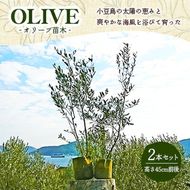 オリーブ 苗木 オリーブの木 2本 セット 高さ45cm前後 小豆島産 小豆島 2品種 異なる品種 受粉 実がなる 果樹 観葉植物 シンボルツリー 庭木 植木 鉢植え 地植え ガーデニング インテリア 記念樹 新築祝い 引越し祝い 贈り物 ギフト 香川県 土庄町