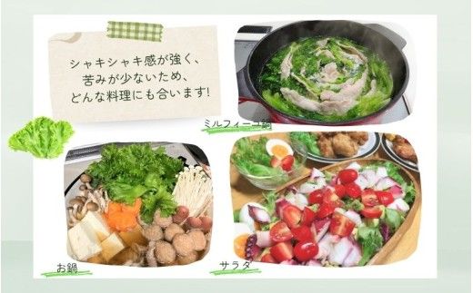 アノレタス（リーフレタス）新鮮シャキシャキ 栽培期間中無農薬低カリウムレタス 24袋セット【kkry0002】