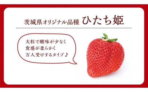 【 茨城いちごグランプリ 受賞 農園 】 完熟 ひたち姫 4パック 茨城県オリジナル品種 イチゴ 苺 フルーツ 果物 果実 [DY004ci]