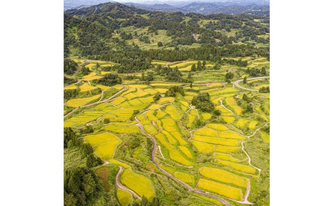 米 定期便 12ヶ月 新之助 20kg 精米 白米 お米 新潟米新之助  新潟米 新潟 十日町市 定期 12回