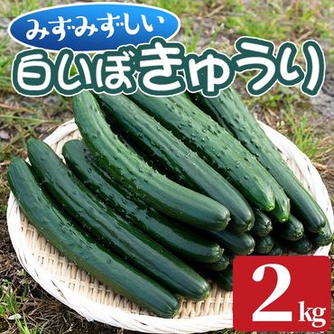 [0082702a]名産地の農家直送!みずみずしい白いぼきゅうり(計2kg) 野菜 やさい 旬 新鮮 サラダ キュウリ 胡瓜[吉ヶ崎農園]