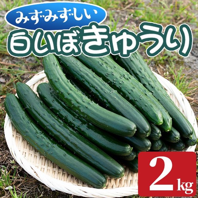 【0082702a】名産地の農家直送！みずみずしい白いぼきゅうり(計2kg) 野菜 やさい 旬 新鮮 サラダ キュウリ 胡瓜【吉ヶ崎農園】