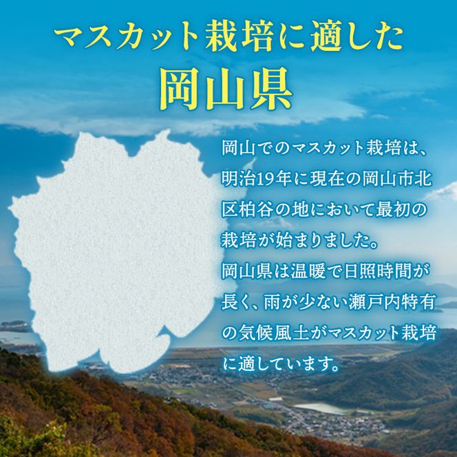ぶどう 2026年 先行予約 マスカット ・オブ・アレキサンドリア 約600g×1房 ブドウ 葡萄  岡山県産 国産 フルーツ 果物 ギフト 岡山のブドウ デザート 食べ物 日本産 