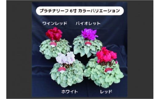 AT007【先行予約】【長谷川園芸】オリジナル品種 シクラメン プラチナリーフ 6寸 ワインレッド ※12月出荷