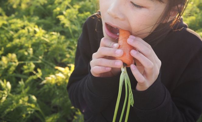【予約受付】＜フジテレビ『どっちのふるさと？』で紹介されました！＞ こどもも食べられる甘み！ジュースにしても美味しい！「マドンナキャロット」 10kg にんじん 野菜 H105-231