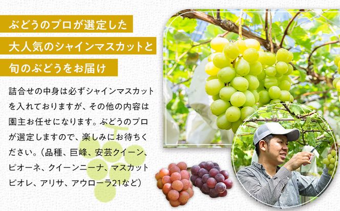 【2026年発送】シャインマスカット＋お任せぶどう 約1.5kg（2～3房） 232238_SS006