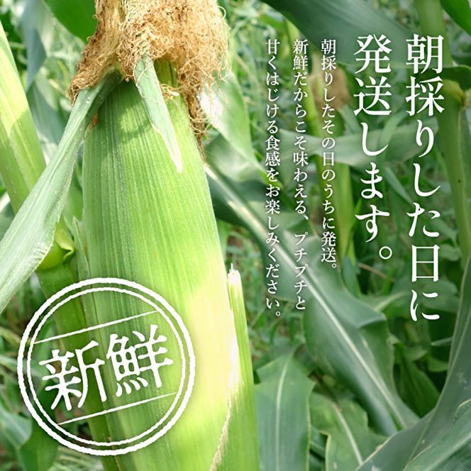 加西市のテロワール 日本酒 とうもろこし ペアリング セット 兵庫県 加西市 万願寺川 HATTA 720ml 1本 ＆ よしよし畑 とうもろこし 5本 コタニ酒店 セレクト