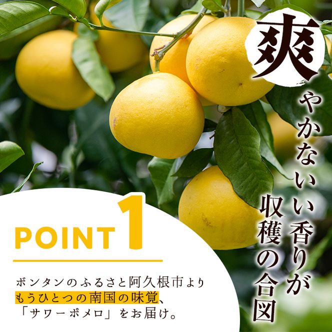 ＜先行予約受付中！2027年2月下旬以降順次発送予定＞数量限定！特選サワーポメロ(正味約7.0kg～7.5kg・ L～3Lサイズ13～18個) 国産 フルーツ 果物 柑橘類 サワーポメロ 甘味 酸味 デザート おやつ【なかむら果樹園】akn014-02