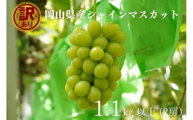 【2026年先行予約】岡山県産 【訳あり】 シャインマスカット 1.1㎏以上（2房） 産地直送 朝採れ / ぶどう 葡萄 フルーツ 先行予約 真庭市【kgftmt014-02】