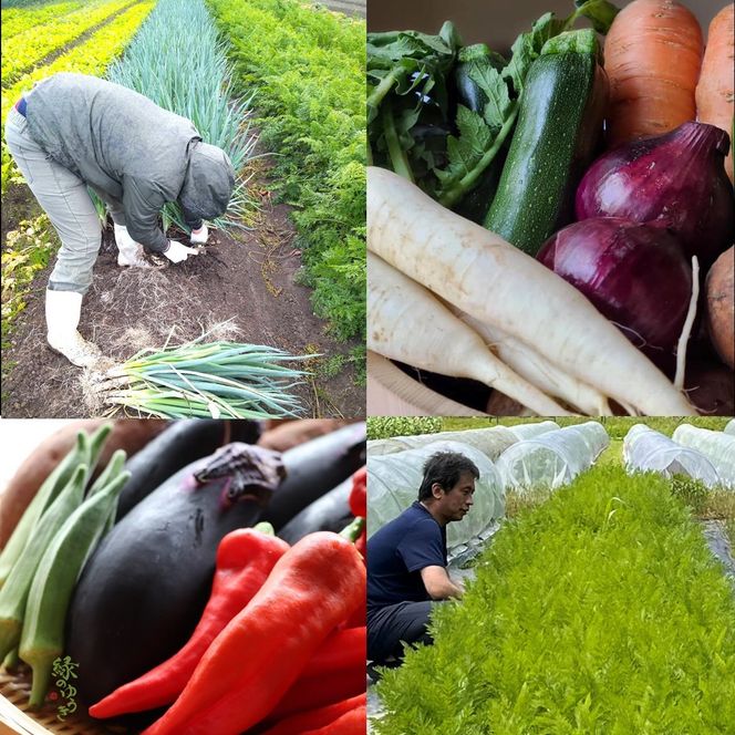 ＜2か月定期便＞2026年発送【緑のゆうき】購入された野菜の売上の1％が、社会貢献に 京都産のこだわり野菜（有機野菜、栽培期間中農薬・化学肥料不使用など）を 美味しいタイミングで収穫したセット 261009_B-KS22