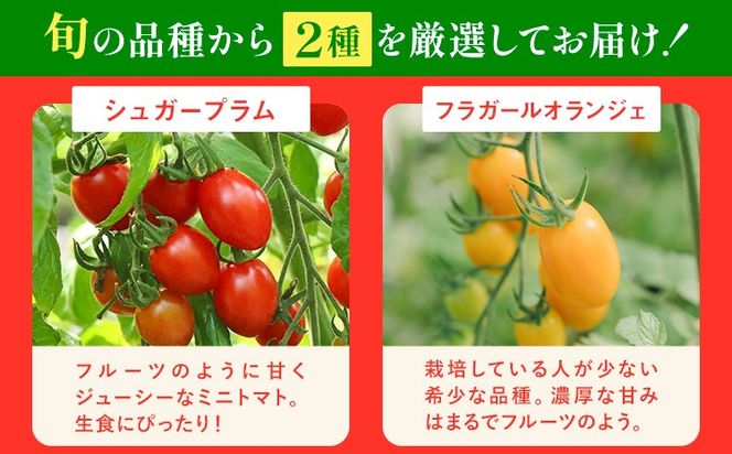 シャイントマト 1kg シャイントマトファーム《12月上旬-6月中旬頃出荷》岡山県 笠岡市 トマト 野菜 ミニトマト【配送不可地域あり】---S-13---