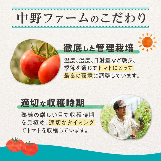 【先行予約7月上旬発送】余市町 中野ファーム トマトベリー 1kg ハート型フルーツミニトマト 甘くて完熟 お弁当に最適 先行予約 甘いトマト 完熟 サラダ お弁当 おやつ 彩り かわいい_Y026-0014