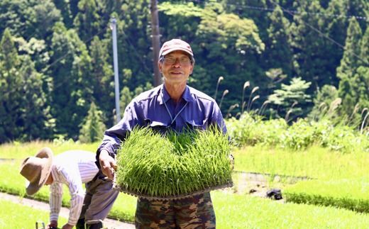 上東産　仁淀米　香り米なし【2026年11月頃から発送】