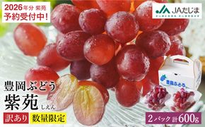 【2026年先行予約】数量限定 訳あり 豊岡ぶどう「紫苑」 約300g×2パック／ 紫苑  しえん ブドウ 葡萄 訳ありぶどう 大粒 強い甘み 爽やかな酸味 新鮮 果物 産地直送 くだもの フルーツ 上品 香り