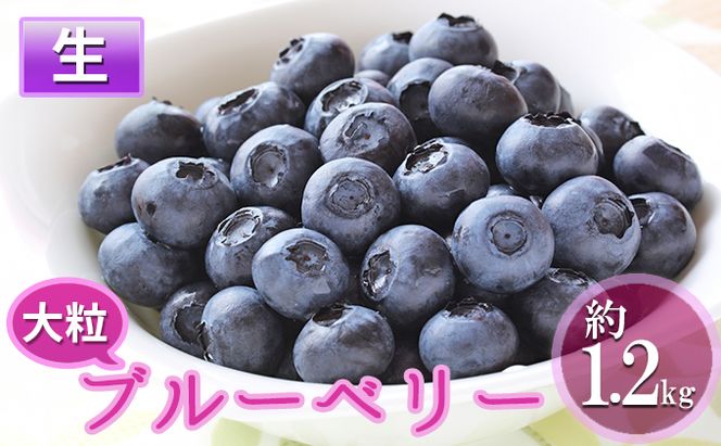 先行予約 2026年発送 信州小諸産 大粒生ブルーベリー 約1.2kg 12パック入 長野県産 果物 フルーツ 風味豊か 小諸市