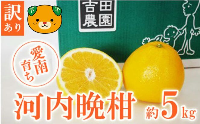 数量限定 先行予約 訳あり 河内晩柑 5kg 7000円 みかん わけあり かわちばんかん 愛南ゴールド あいなん ゴールド 夏 文旦 和製 グレープフルーツ 家庭用 産地直送 国産 農家直送 期間限定 数量限定 ビタミン 健康 おいしい 特産品 ゼリー ジュース アイス 等に 人気 限定 さわやか 甘い フルーツ 果物 柑橘 mikan 蜜柑 ミカン 規格外 吉田農園 愛南町 愛媛県