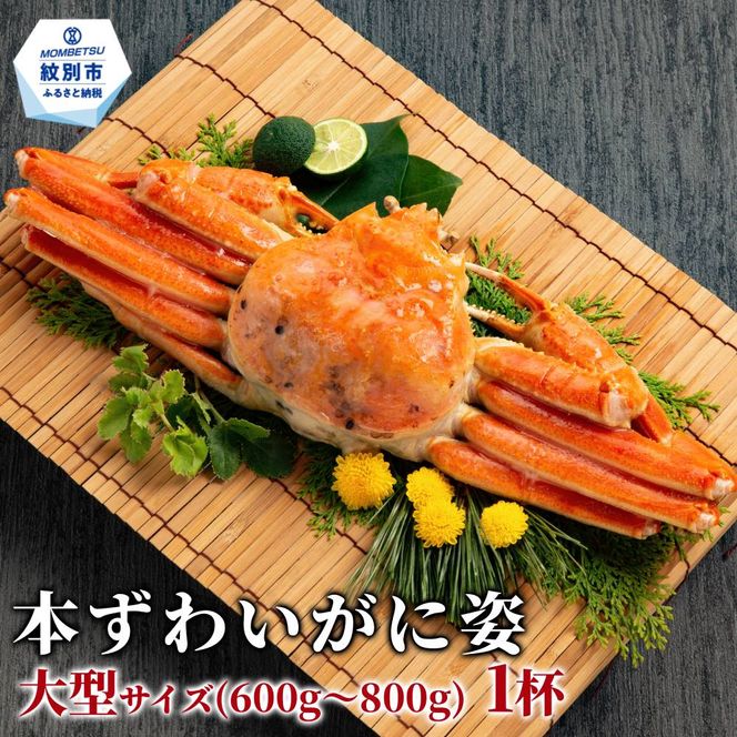 11-231 本ずわいがに姿 大型サイズ1杯 約600～800g
